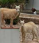 Cabrito macho com 7 meses