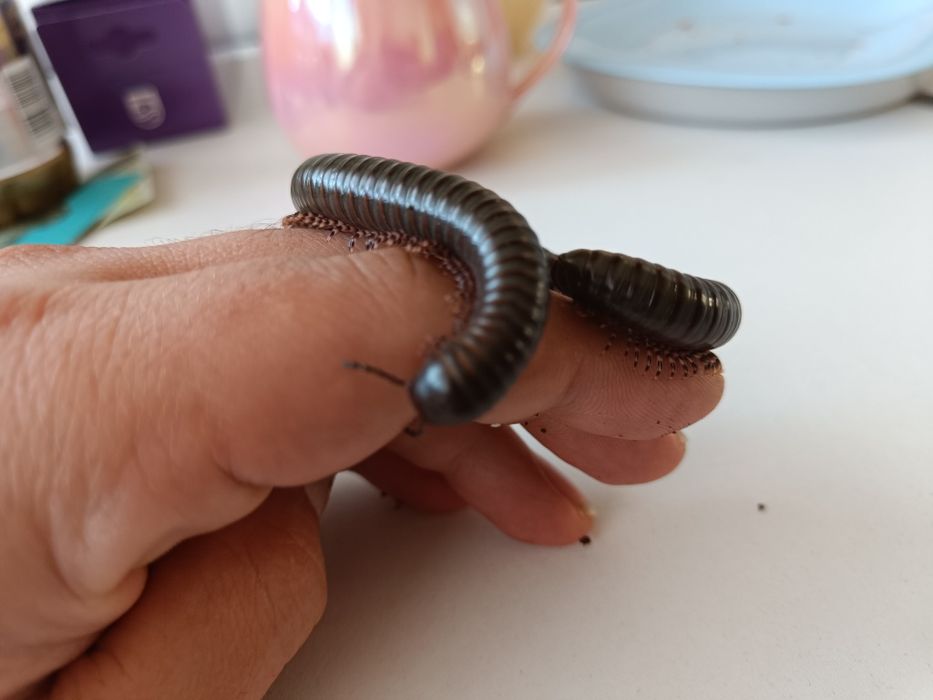 Krocionóg wij kenijski