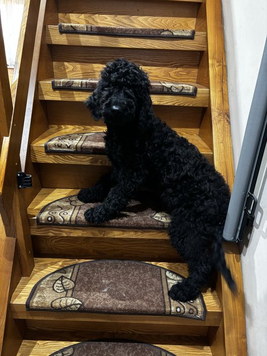 Szczeniak Australian Labradoodle