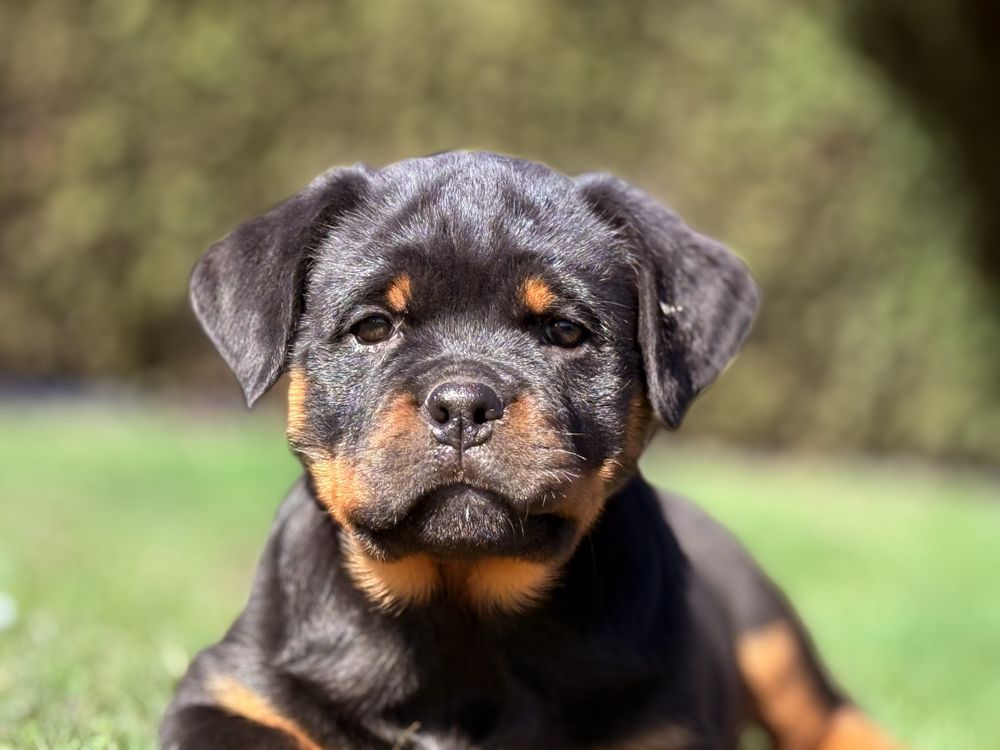 Rottweiler - Zapowiedź miotu - Rottweiler