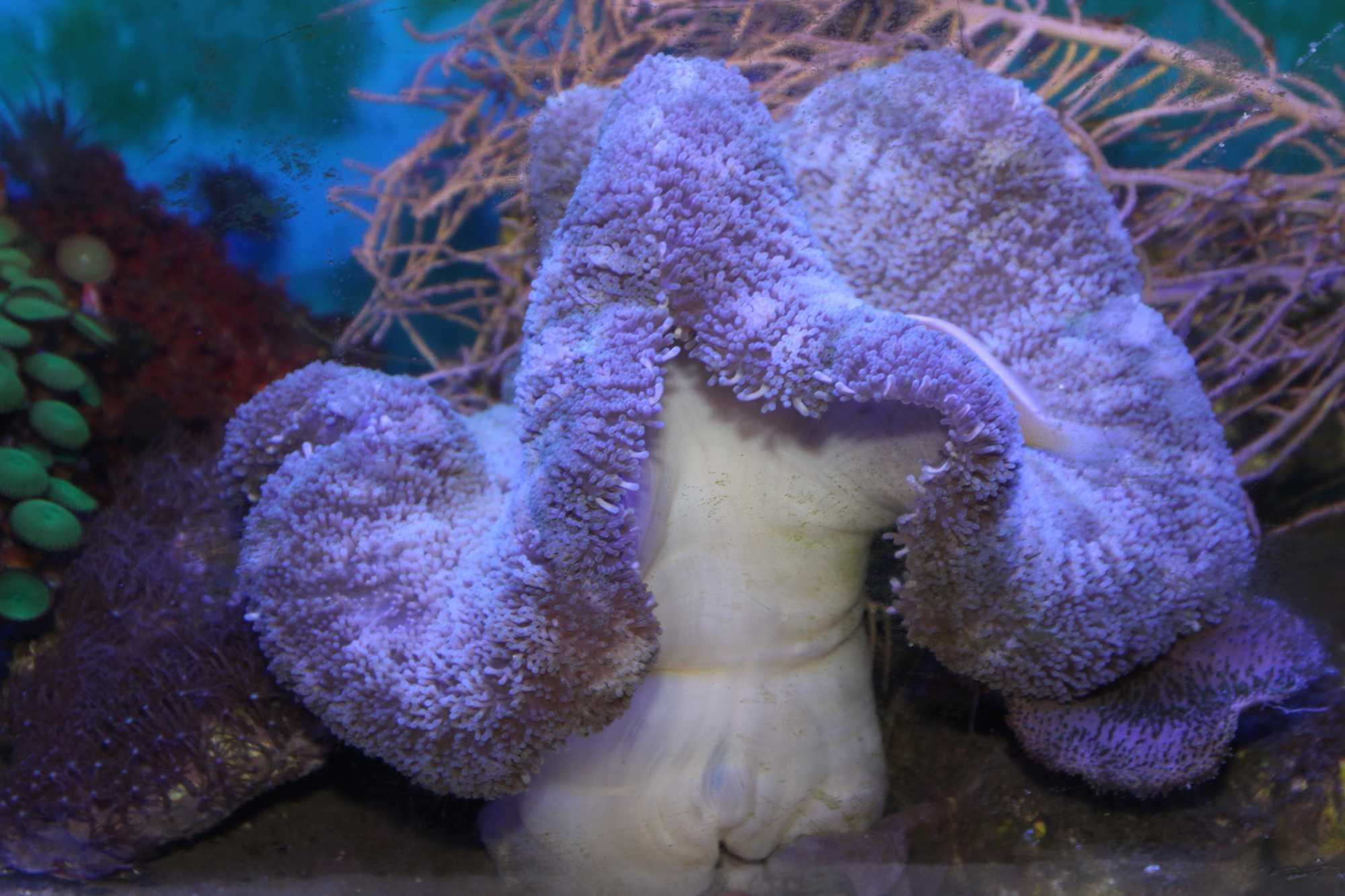 Stichodactyla Sp./ Carpet Anemone/  Morskie.