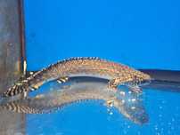 Polypterus ornatipinis  15-16cm