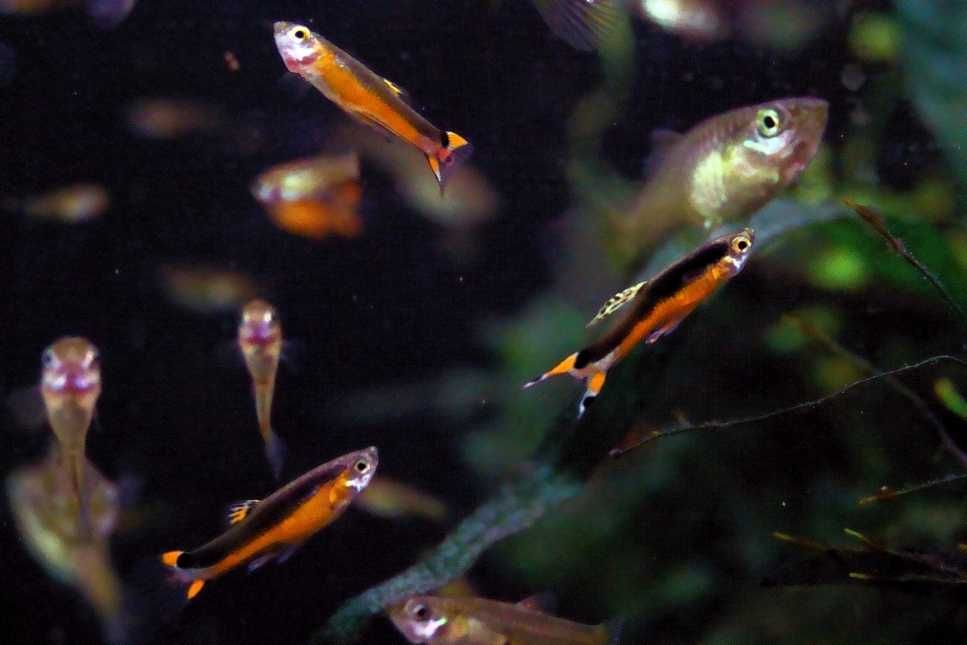 Małe kolorowe odporne rybki do nano akwarium 15-20l 4szt.