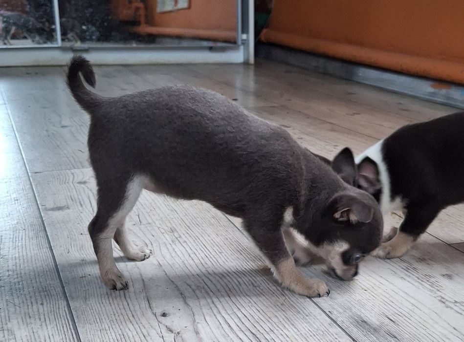 Chihuahua niebieska suczka