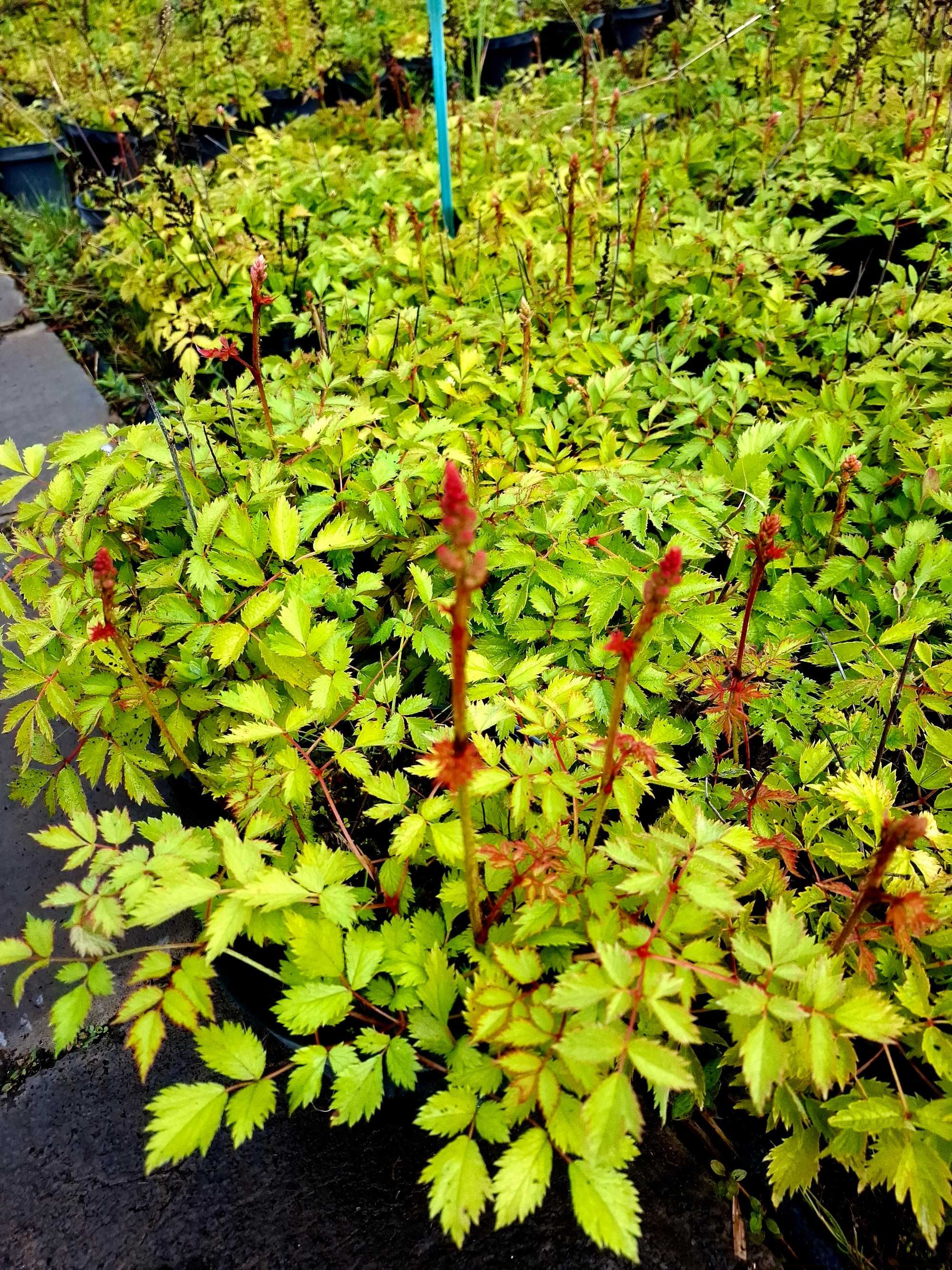 Tawułka chińska Pumila Astilbe chinensis Pumila