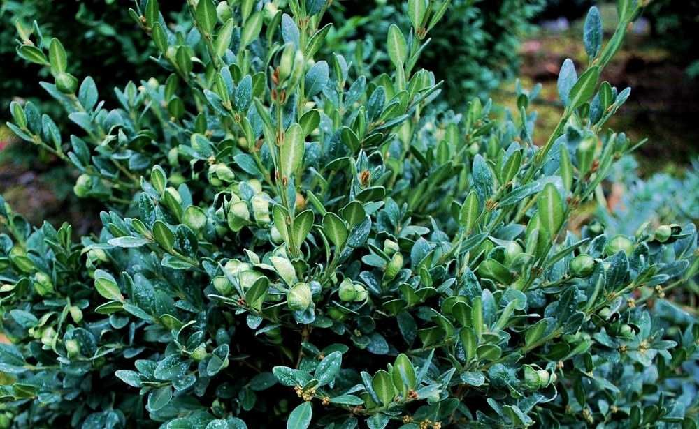 Bukszpan 'Green Mound' Buxus 058