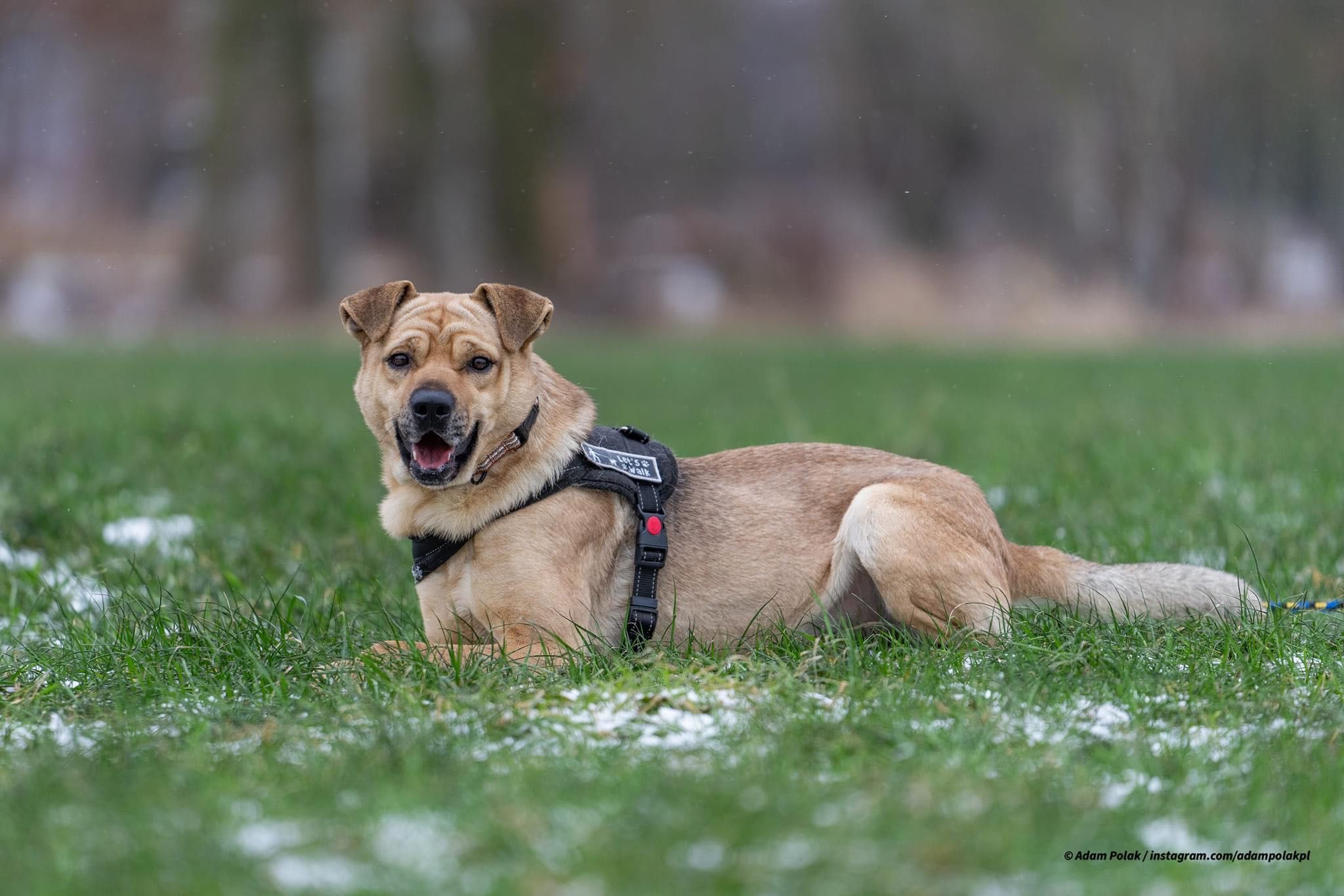 Pies w typie amstaff do adopcji!