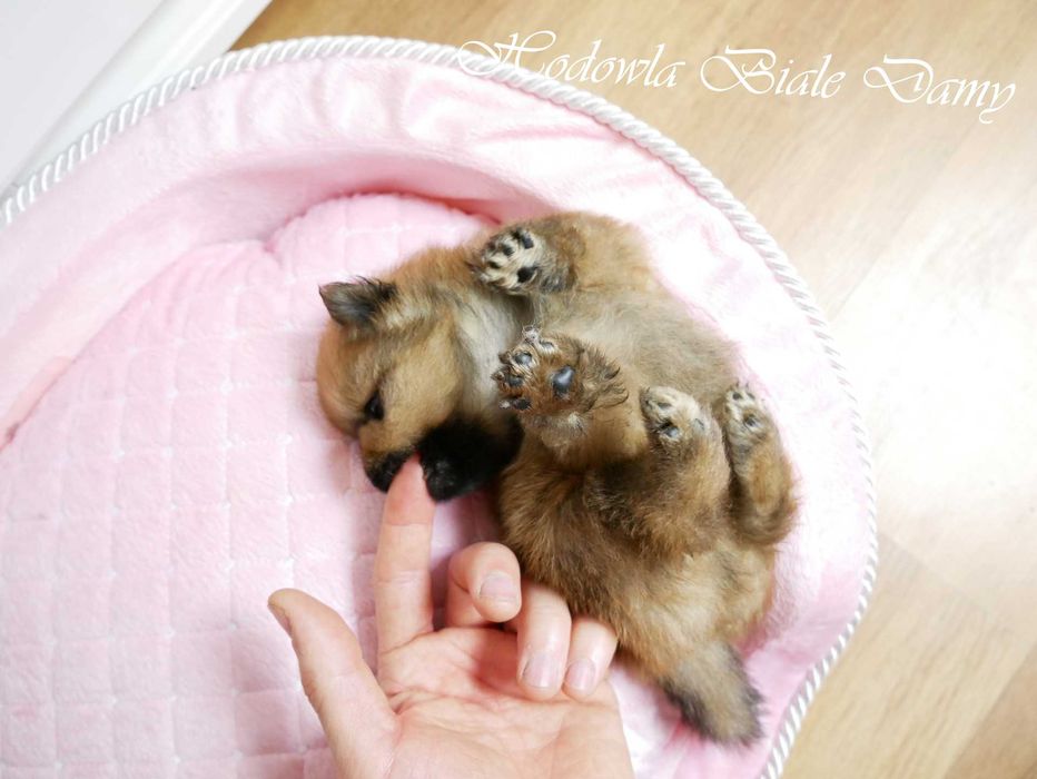 Szpic miniaturowy Pomeranian Boo Szpice Śląskie Rodowód Suczka