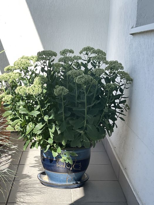 rozchodnik okazały  w donicy