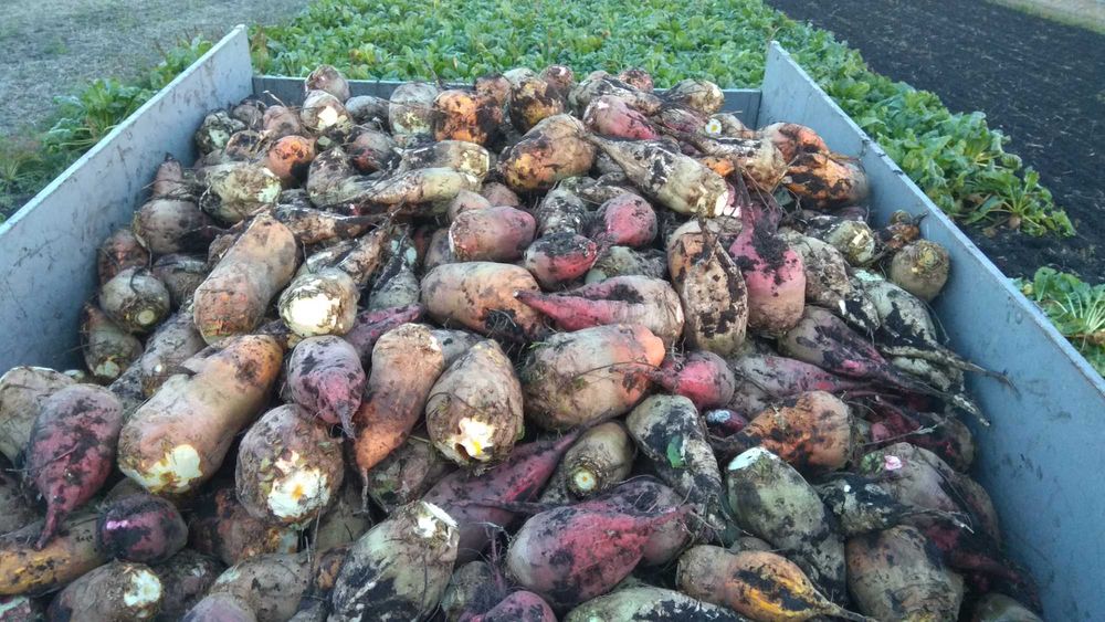 Кормовий буряк, великий 3 сорти