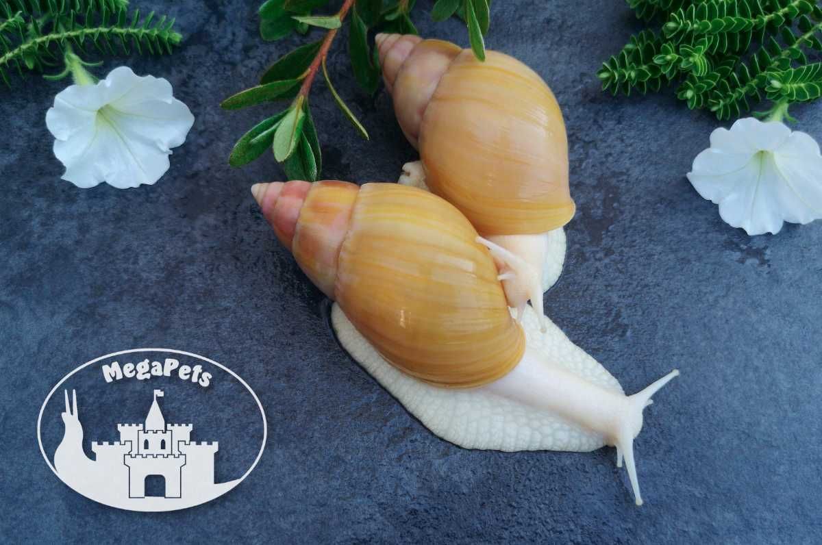 Ślimaki afrykańskie Lissachatina fulica rodatzi Achatina Archachatina