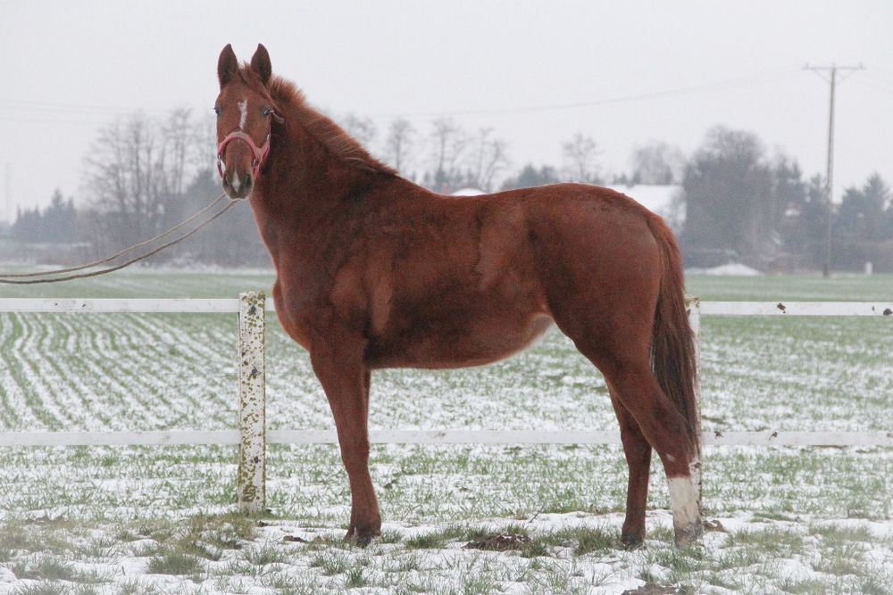 Klacz wielkopolska- dotacyjna