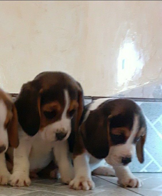 Beagle Tricolor .