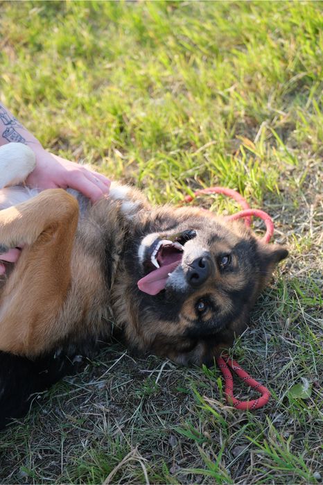 oddam pieska pieski w typie owczarka niemieckiego a drugi mix z akitą