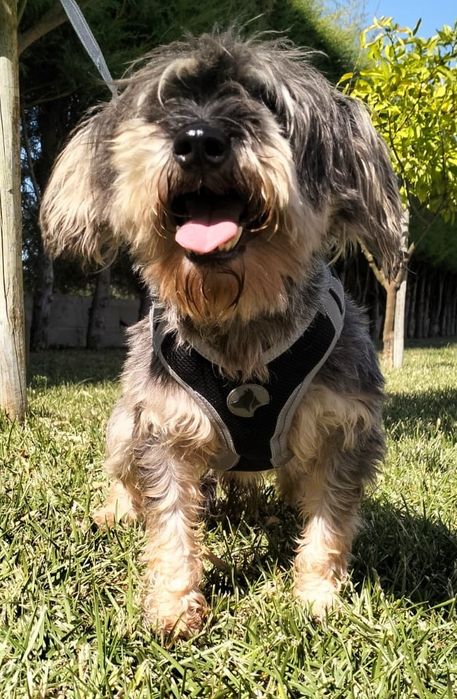 Sal- cão de porte pequeno para adoção