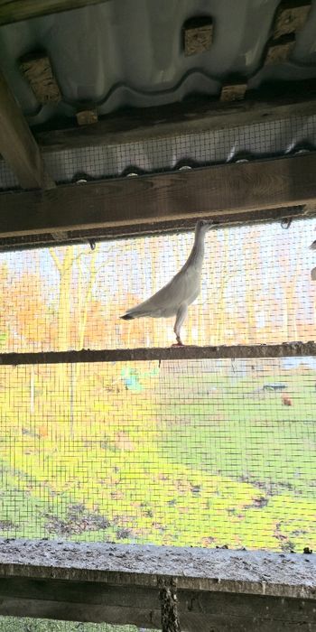 Srebrniak samiec 2024r wysyłam