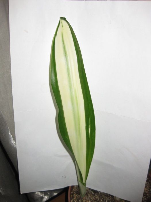 Сансевиерия Guineensis «Beauty Queen»/ Гуиненсис Бьюти квин.