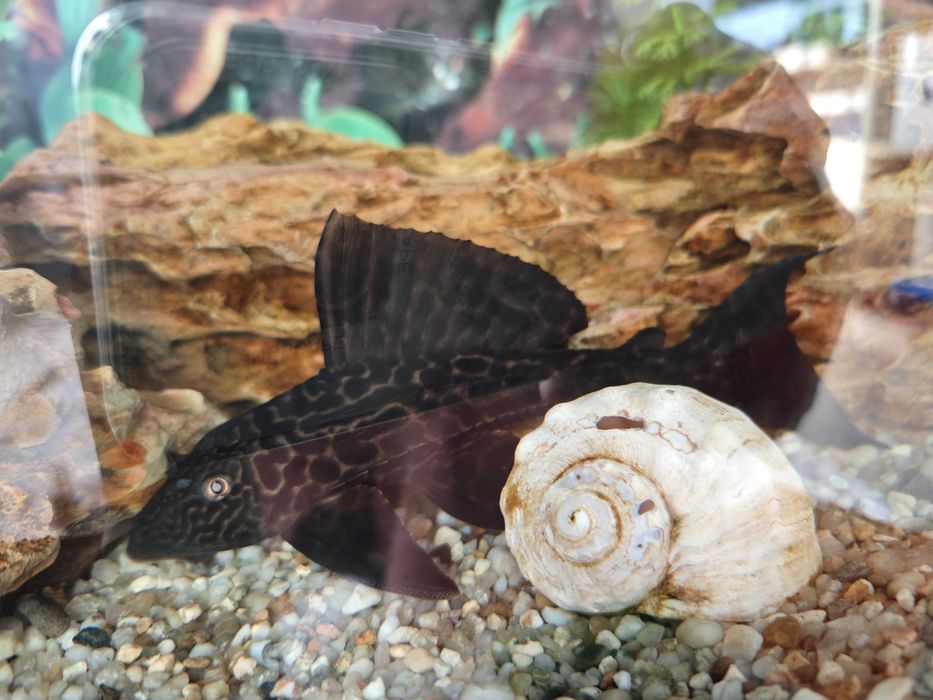 Аквариум Природа