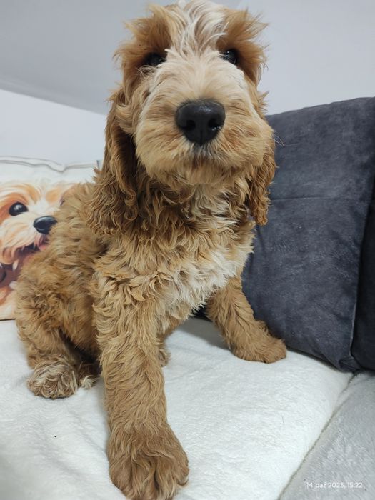 Cockapoo Gotowe do odbioru