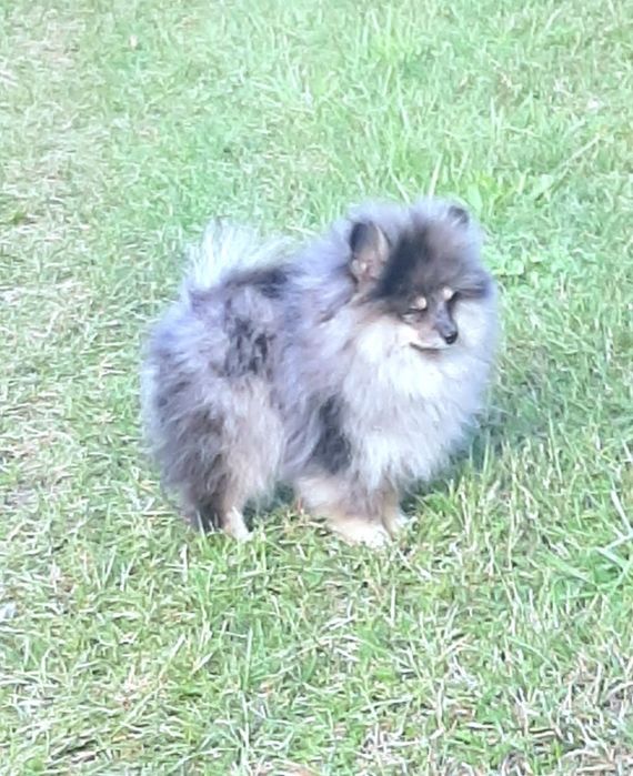Chłopczyk Szpic miniaturowy pomeranian