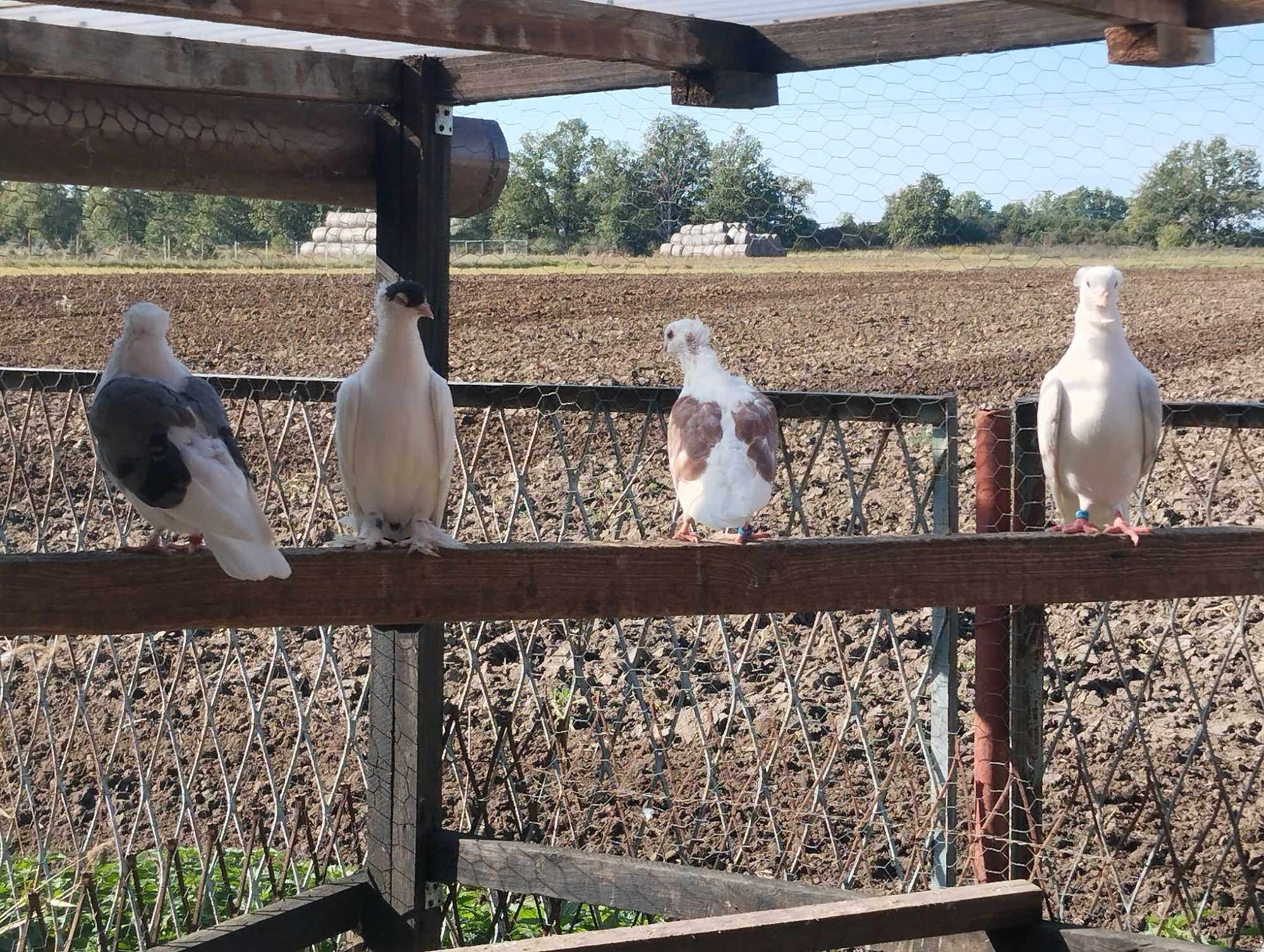 MEWKA samczyki-samiczki wysyłka