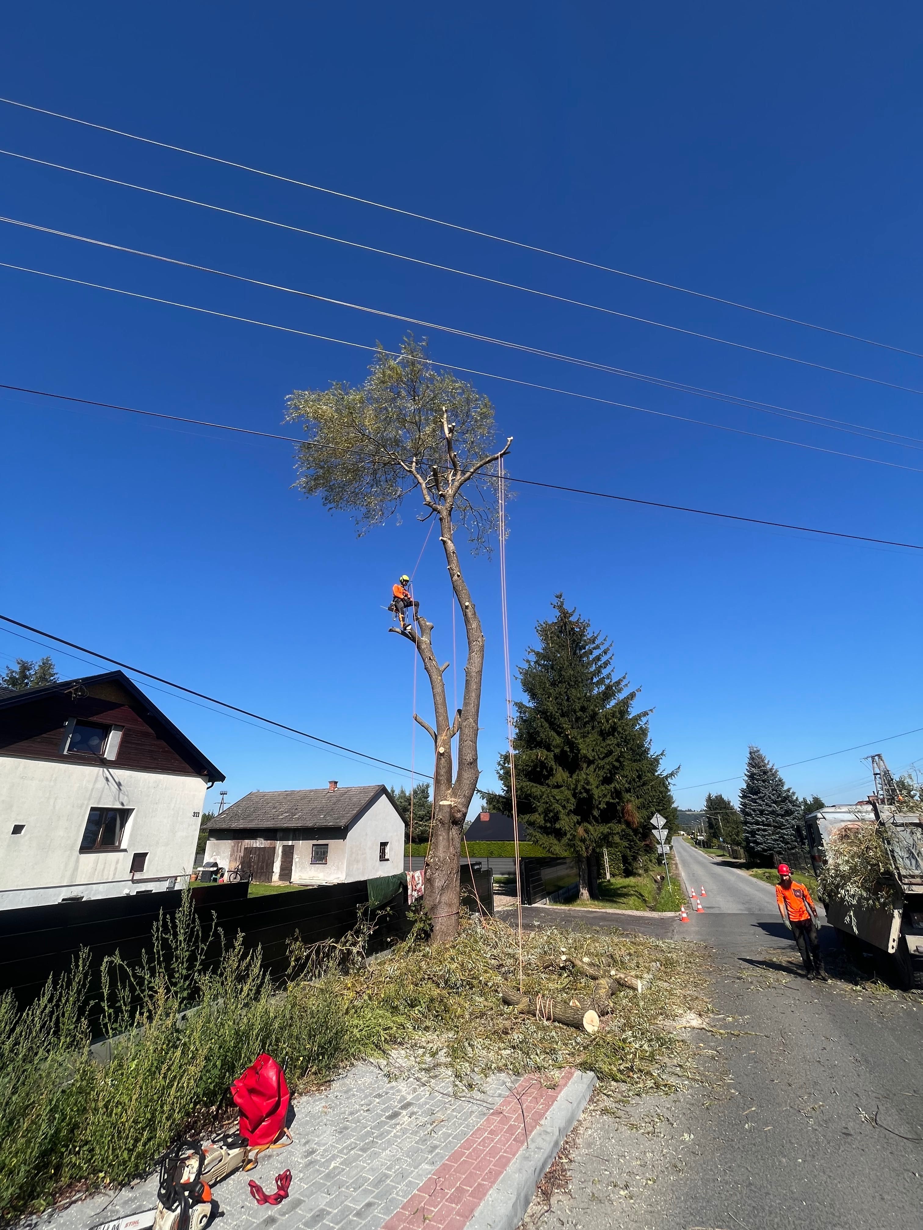 Wycinka i pielęgnacja drzew metodą alpinistyczną