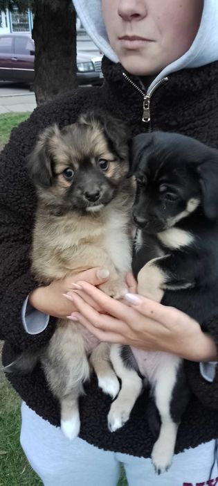 Малесенькі дівчата