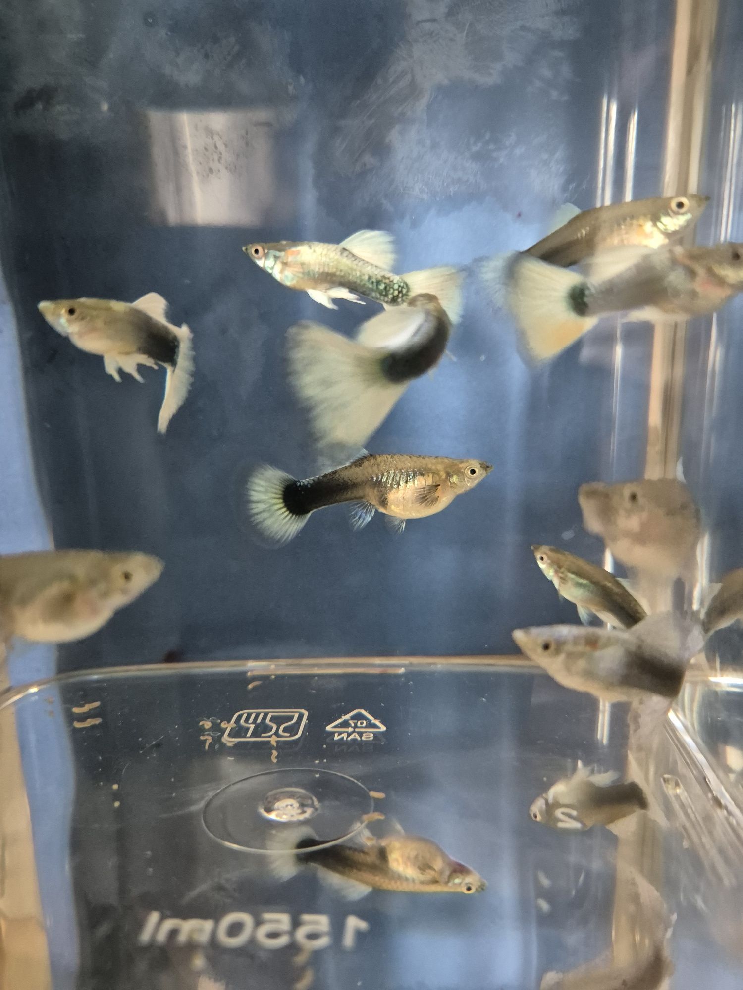 Gupiki tuxedo white HB