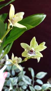 Продам орхидею Промадисантус Хибики  мини