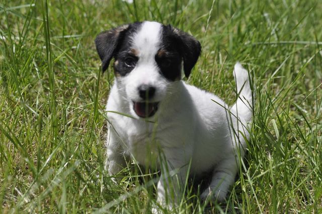 Samiec Jack Russell terrier ZKWP rodowód