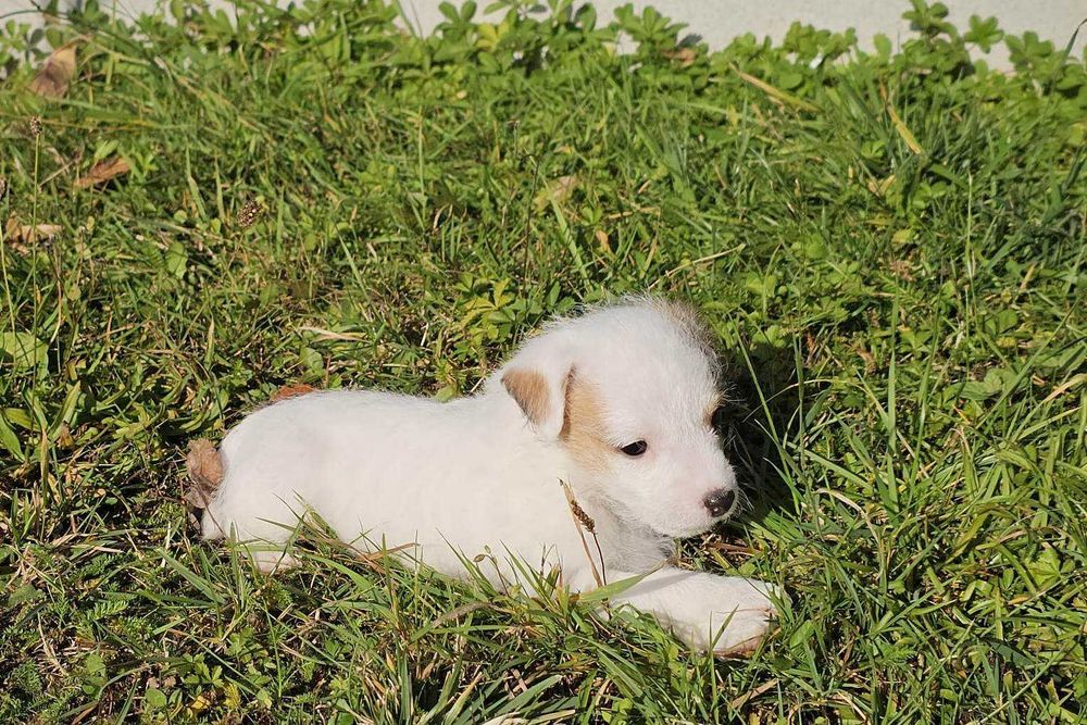 Suczka FCI Parson Russell Terrier szczenię