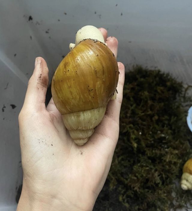 Укр золото (ssp)