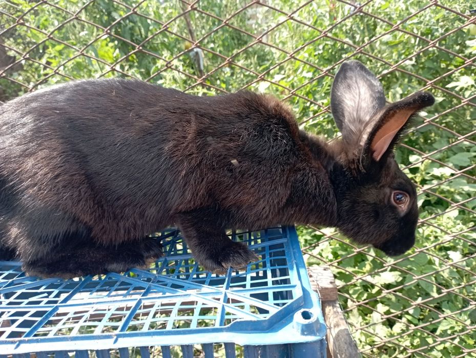 Продам кроликів  кролів