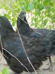 Koguty ayam cemani