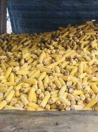 Продам кукурудзу в качанах
