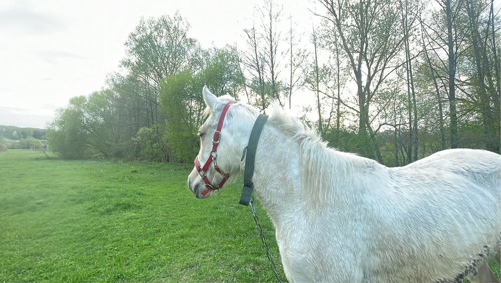 Кінь, кобила, лошадь. 2 роки, помість.