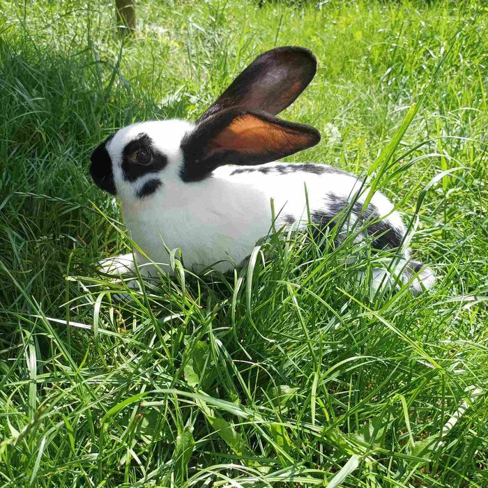 Кролі кролики строкача