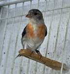 Cardinalitos Mutação