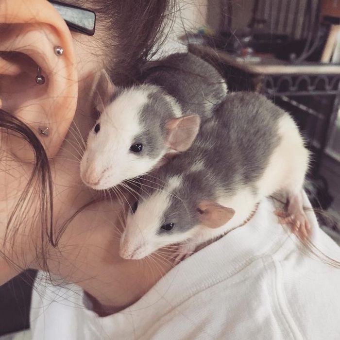 Крысята возраст месяц