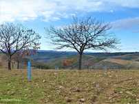 160HA com castanheiros, caça e pastos. Portugal, Bragança.
