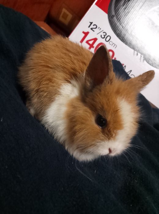 Króliczki miniaturki