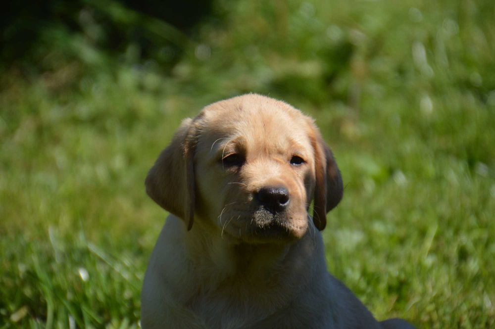 Labrador Retriever- szczenię ,cudny chłopczyk