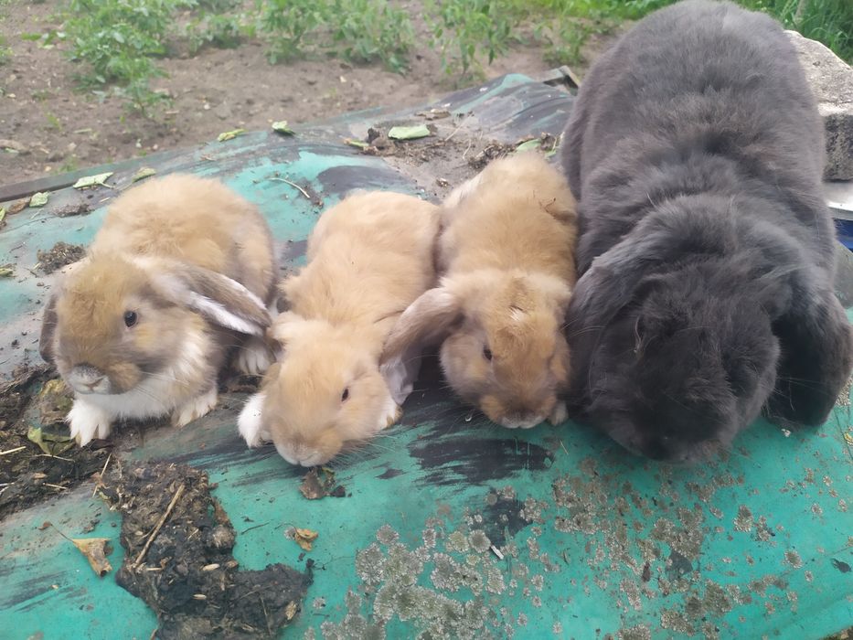 Кролі породи Французький баран