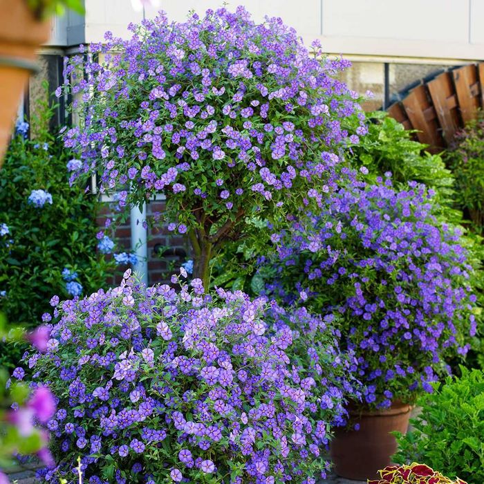 «Картопляне дерево» (Паслін Рантоннеті, Паслін горечавковидний)