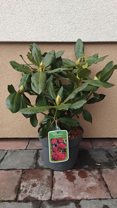 Рододендрон гібридний Нова Зембла 
(Rhododendron Nova Zembla)