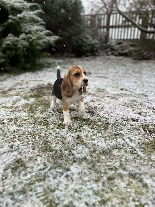 Szczeniak Beagle ( dziewczynka)