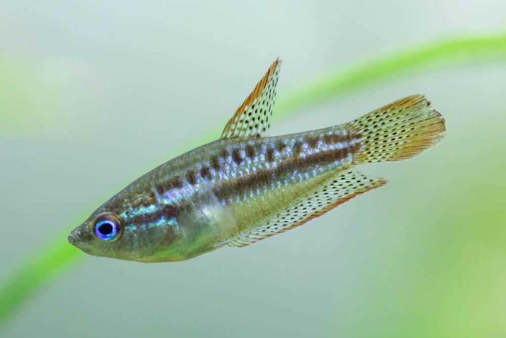 Gourami Pigmeu - Trichopsis pumila