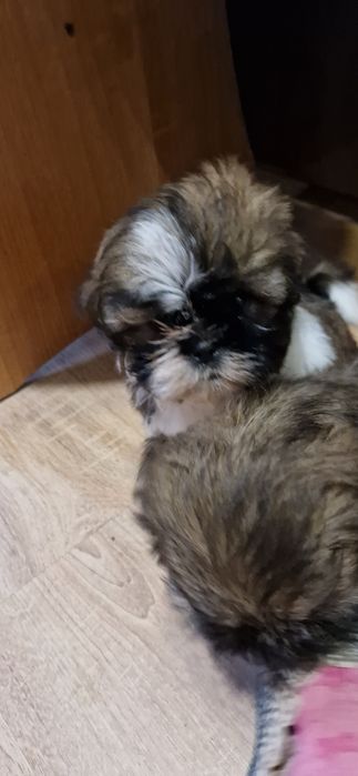 Pieski rasy shih tzu