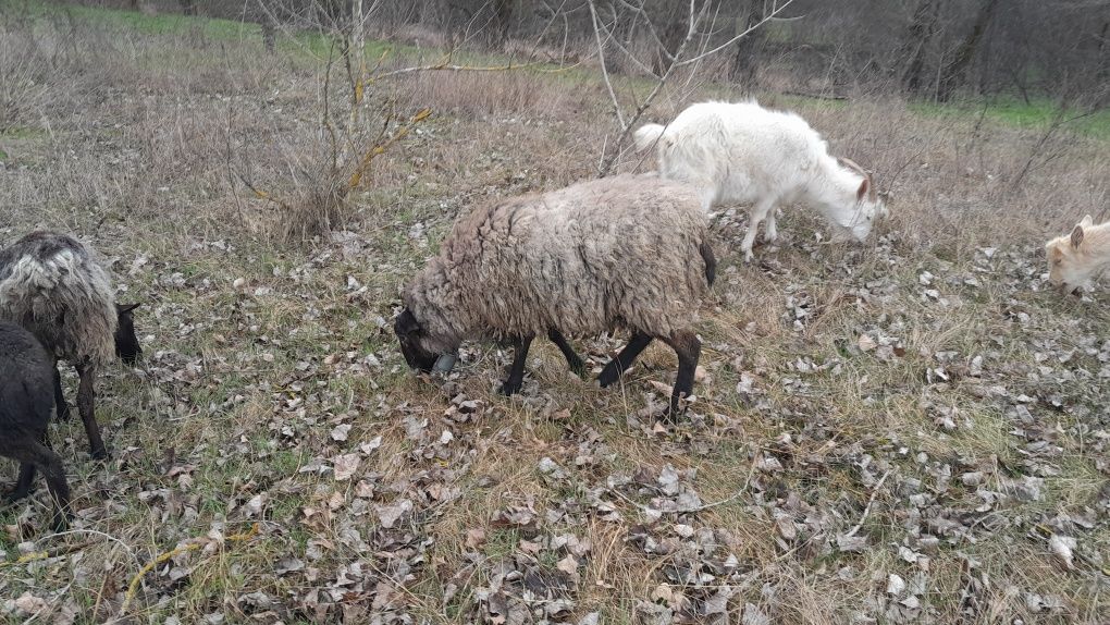 Барани романівської породи