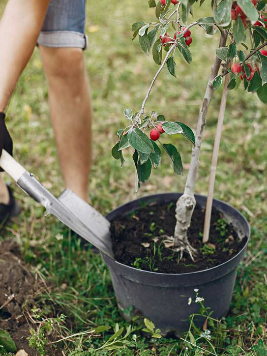 Озеленення ділянки,ландшафтні послуги
